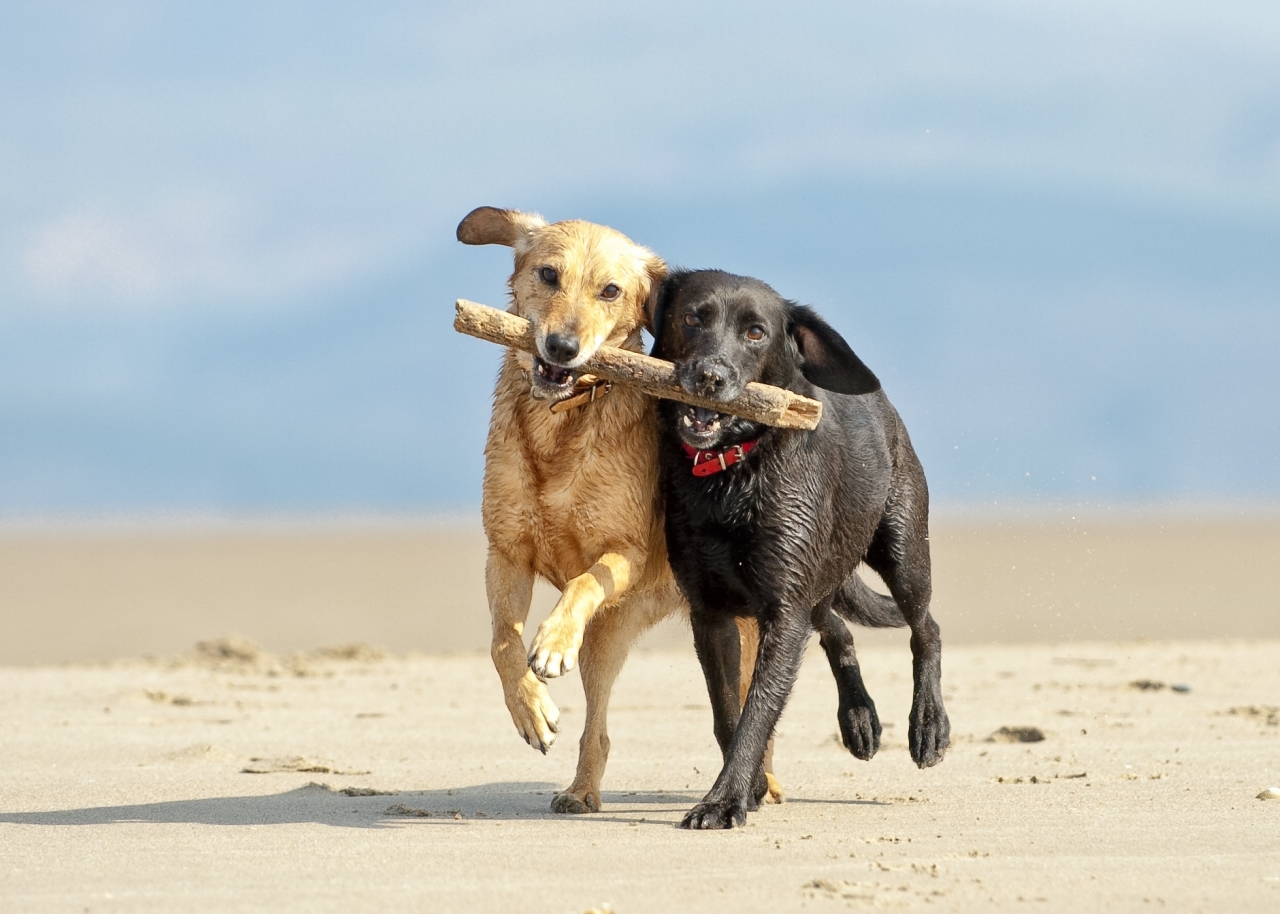 two dogs retrieving the same stick on the beach
